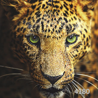 Леопард